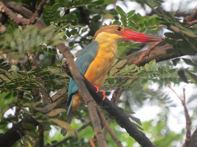 Once filling up with garbage, the land now attracts a wide variety of birds.