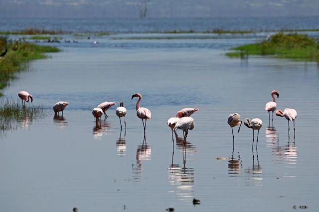 Flamingos stand in the water of Lake Nakuru. (REUTERS/Baz Ratner) Flamingos stand in the water of Lake Nakuru. (REUTERS/Baz Ratner)