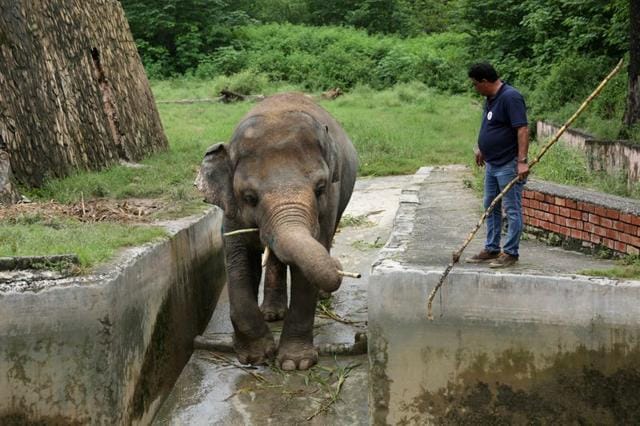 Kaavan the 36-year-old elephant has spent most of his life in a small enclosure. (REUTERS)