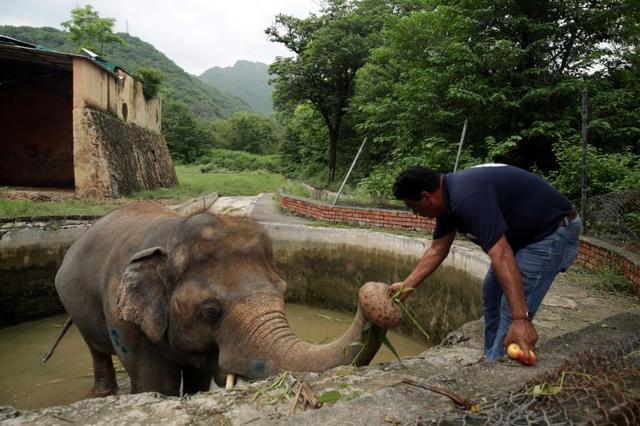 Amir Khalil, the vet, with the elephant named Kaavan. (REUTERS)