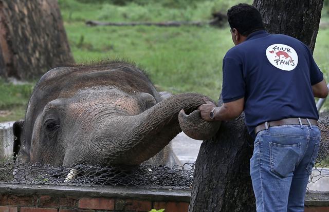 A veterinary from the international animal welfare organization 'Four Paws' offers comfort to an elephant named 'Kaavan' prior to his examination at the Maragzar Zoo. (AP) A veterinary from the international animal welfare organization 'Four Paws' offers comfort to an elephant named 'Kaavan' prior to his examination at the Maragzar Zoo. (AP)