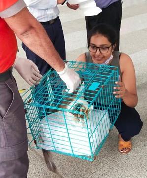 Nala reunites with her pet parent. (Photo: Wildlife SOS) Nala reunites with her pet parent. (Photo: Wildlife SOS)