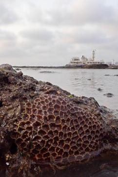 In its letter to the chief engineer of BMC’s coastal road project last week, the cell said it has received several complaints regarding the destruction of reef-building corals. (Shaunak Modi) In its letter to the chief engineer of BMC’s coastal road project last week, the cell said it has received several complaints regarding the destruction of reef-building corals. (Shaunak Modi)
