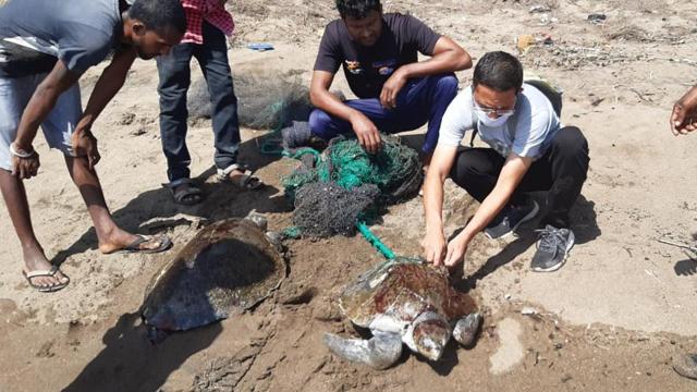 A total of 110 sea turtles (100 alive and 10 dead) washed ashore or got trapped in fishing nets between November 2019 and September 2020. (WCAWA/Mangrove Cell) A total of 110 sea turtles (100 alive and 10 dead) washed ashore or got trapped in fishing nets between November 2019 and September 2020. (WCAWA/Mangrove Cell)