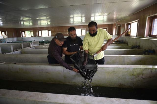 Project director M M Bazaz (left) and other officials release rainbow trout into a vat at a hatchery in Kokernag, India. (Waseem Andrabi/ HT) Project director M M Bazaz (left) and other officials release rainbow trout into a vat at a hatchery in Kokernag, India. (Waseem Andrabi/ HT)