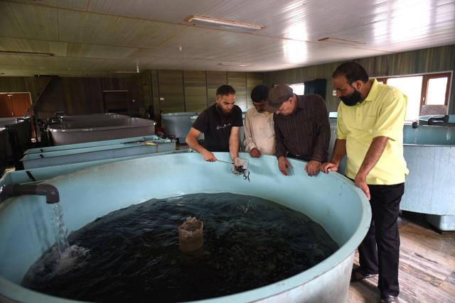 Project director M M Bazaz (second from right) and other officials inspect equipment at a rainbow trout hatchery in Kokernag. (Waseem Andrabi/ HT) Project director M M Bazaz (second from right) and other officials inspect equipment at a rainbow trout hatchery in Kokernag. (Waseem Andrabi/ HT)