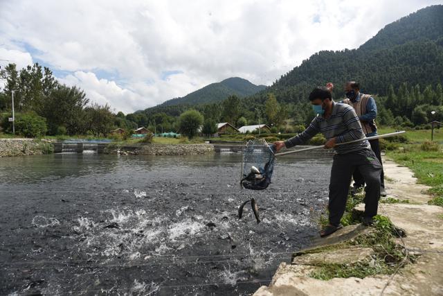 A fisheries farm employee retrieving rainbow trout from a stream in Kokernag. (Waseem Andrabi/ HT) A fisheries farm employee retrieving rainbow trout from a stream in Kokernag. (Waseem Andrabi/ HT)