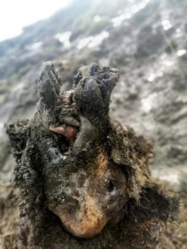 A head of an Ice Age cave bear found on Bolshoy Lyakhovsky Island, or Great Lyakhovsky, the largest of the Lyakhovsky Islands belonging to the New Siberian Islands archipelago between the Laptev Sea and the East Siberian Sea in northern Russia. Reindeer herders in a Russian Arctic archipelago have found an immaculately preserved carcass of an Ice Age cave bear revealed by the melting permafrost, which has all its internal organs, teeth and even its nose intact. (AP) A head of an Ice Age cave bear found on Bolshoy Lyakhovsky Island, or Great Lyakhovsky, the largest of the Lyakhovsky Islands belonging to the New Siberian Islands archipelago between the Laptev Sea and the East Siberian Sea in northern Russia. Reindeer herders in a Russian Arctic archipelago have found an immaculately preserved carcass of an Ice Age cave bear revealed by the melting permafrost, which has all its internal organs, teeth and even its nose intact. (AP)