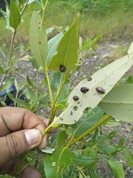 According to a report released last year, six species of caterpillars, five species of grasshoppers, two species each of semi loopers, snails and weevils, and one each of leaf miner, skeletonizer, and bagworm were identified as defoliating pests affecting five different mangrove species. (Mangrove Cell)