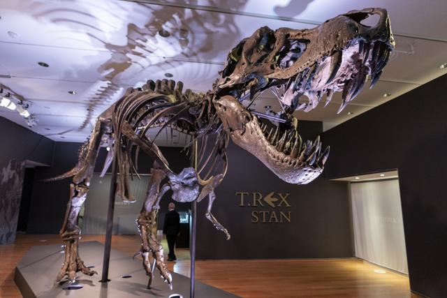 Stan, one of the largest and most complete Tyrannosaurus rex fossil discovered, is on display. (AP) Stan, one of the largest and most complete Tyrannosaurus rex fossil discovered, is on display. (AP)
