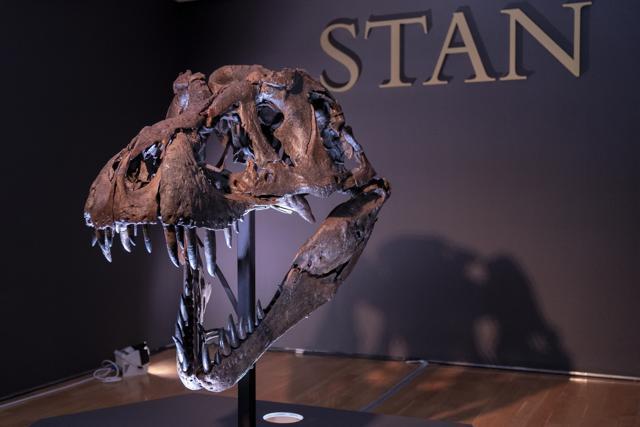 The skull of Stan, one of the largest and most complete Tyrannosaurus rex fossil discovered. (AP) The skull of Stan, one of the largest and most complete Tyrannosaurus rex fossil discovered. (AP)