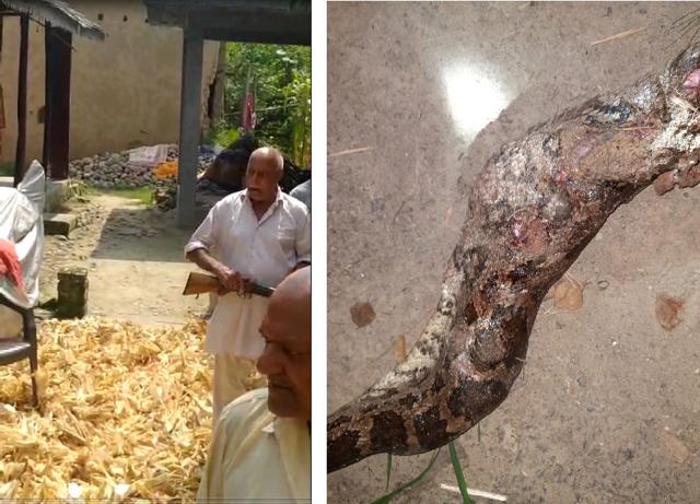 The accused python killer, Vir Singh, with shotgun and (on right) a section of the dead python’s body perforated with shotgun pellets. (PHOTOS: VIDEO GRAB & HP FOREST DEPARTMENT) The accused python killer, Vir Singh, with shotgun and (on right) a section of the dead python’s body perforated with shotgun pellets. (PHOTOS: VIDEO GRAB & HP FOREST DEPARTMENT)