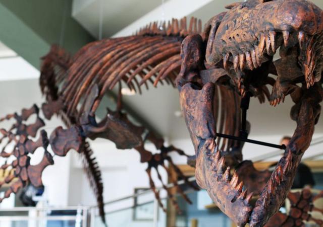 A cast of the reptile’s bones. (REUTERS) A cast of the reptile’s bones. (REUTERS)