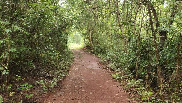 The Manrals have a forest nearby, for peaceful walks. “Move here if you value time more than money.” he says. (Karan Manral) The Manrals have a forest nearby, for peaceful walks. “Move here if you value time more than money.” he says. (Karan Manral)