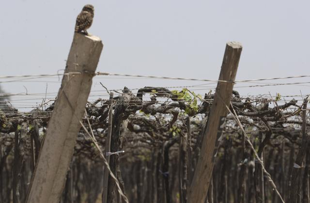 An owl stands over a dry vineyard Ica, Peru, Monday, Sept. 28, 2020. (AP) An owl stands over a dry vineyard Ica, Peru, Monday, Sept. 28, 2020. (AP)