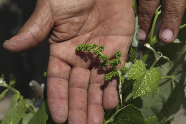 Farmer Nicanor Tasaico shows newly formed "quebranta" grapes, used to make non-aromatic or "pure" Pisco, at his vineyard in Ica, Peru, Monday, Sept. 28, 2020. (AP) Farmer Nicanor Tasaico shows newly formed "quebranta" grapes, used to make non-aromatic or "pure" Pisco, at his vineyard in Ica, Peru, Monday, Sept. 28, 2020. (AP)
