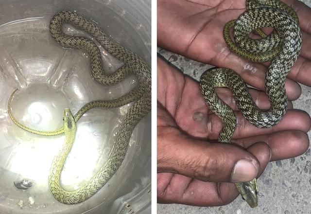 The Himalayan Trinket of 3.5 feet rescued from Panchkula at night. (Photo: Vikram Jit Singh)