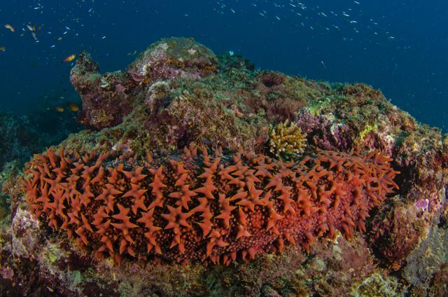 Listed as Schedule I species under the Wildlife Protection Act, the trade involving sea cucumbers is banned. (Sourced) Listed as Schedule I species under the Wildlife Protection Act, the trade involving sea cucumbers is banned. (Sourced)