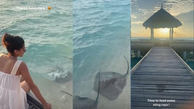 Taapsee Pannu bonds with sting rays. Taapsee Pannu bonds with sting rays.