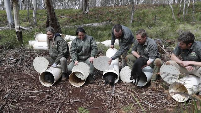 In this photo, the Tasmanian devils are being released into the wild. (AP) In this photo, the Tasmanian devils are being released into the wild. (AP)