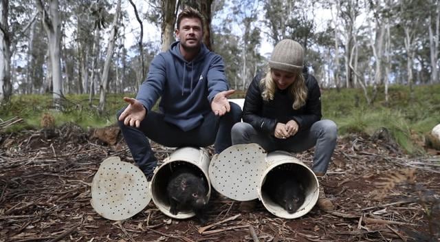 Ators Chris Hemsworth, left, and Elsa Pataky help release Tasmanian Devils into the wild. (AP) Ators Chris Hemsworth, left, and Elsa Pataky help release Tasmanian Devils into the wild. (AP)