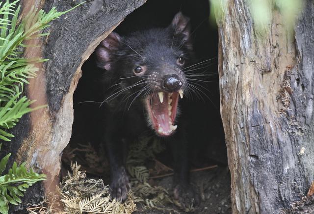 A Tasmanian devil growls from the confines of its tree house. (AP) A Tasmanian devil growls from the confines of its tree house. (AP)