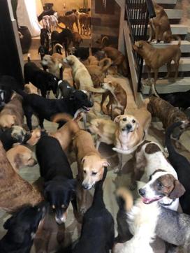 In this Oct. 7, 2020, photo provided by Daniela Rojas, rescue dogs fill the home of Ricardo Pimentel during Hurricane Delta in Leona Vicario, Mexico. Pimentel sheltered about 300 dogs in the home during the hurricane. (Daniela Rojas via AP) In this Oct. 7, 2020, photo provided by Daniela Rojas, rescue dogs fill the home of Ricardo Pimentel during Hurricane Delta in Leona Vicario, Mexico. Pimentel sheltered about 300 dogs in the home during the hurricane. (Daniela Rojas via AP)