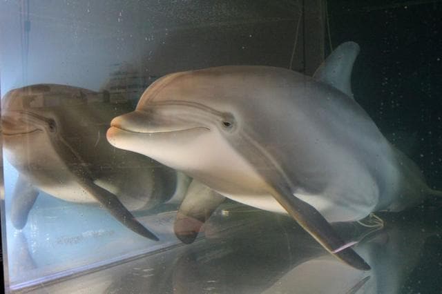 An animatronic dolphin built by Edge Innovations. (REUTERS) An animatronic dolphin built by Edge Innovations. (REUTERS)