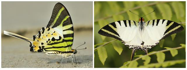 The five-bar swordtail was one of the seven on the shortlist, which was compiled as a result of long deliberations between a group of 50 entomologists, enthusiasts and citizen scientists that call themselves the National Butterfly Campaign Consortium. The five-bar swordtail was one of the seven on the shortlist, which was compiled as a result of long deliberations between a group of 50 entomologists, enthusiasts and citizen scientists that call themselves the National Butterfly Campaign Consortium.