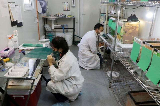 Scientists work inside a laboratory where Loa's Frog, under danger of extinction, has been successfully reproduced. (REUTERS) Scientists work inside a laboratory where Loa's Frog, under danger of extinction, has been successfully reproduced. (REUTERS)