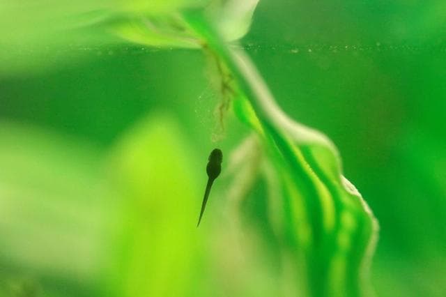 A 'Rana del Loa' (Loa's Frog) tadpole pictured inside a laboratory. (REUTERS) A 'Rana del Loa' (Loa's Frog) tadpole pictured inside a laboratory. (REUTERS)