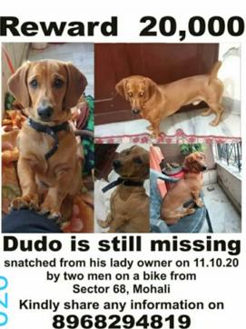 Sukhjinder Kaur, a resident of Sector 68, Mohali, has announced a reward of Rs 20,000 for anybody finding her dachshund, Dudo, who was snatched by two motorcyclists while she was walking him on October 18. (HT PHOTO) Sukhjinder Kaur, a resident of Sector 68, Mohali, has announced a reward of Rs 20,000 for anybody finding her dachshund, Dudo, who was snatched by two motorcyclists while she was walking him on October 18. (HT PHOTO)