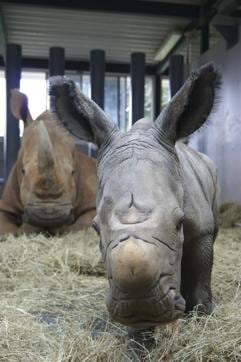 This image shows white rhinoceros Kendi and a baby male rhino she gave birth to. (AP)