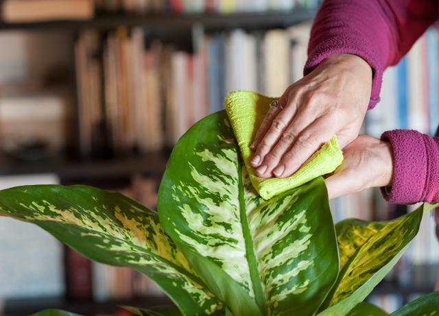Having plants indoor can help counter the effect of pollutants (Photo: Shutterstock) Having plants indoor can help counter the effect of pollutants (Photo: Shutterstock)