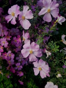 Wild roses at village Dah on the river Indus, Batalik, Ladakh. (PHOTO: DIVYA JAIN) Wild roses at village Dah on the river Indus, Batalik, Ladakh. (PHOTO: DIVYA JAIN)