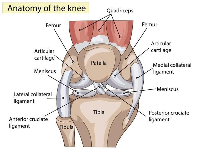 After a knee injury has healed, one needs to follow a protocol before lifting weights at the gym After a knee injury has healed, one needs to follow a protocol before lifting weights at the gym