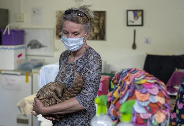 Nicci Wright, a wildlife rehabilitation expert and executive director of the African Pangolin Working Group in South Africa holds a pangolin at a Wildlife Veterinary Hospital in Johannesburg, South Africa. (AP) Nicci Wright, a wildlife rehabilitation expert and executive director of the African Pangolin Working Group in South Africa holds a pangolin at a Wildlife Veterinary Hospital in Johannesburg, South Africa. (AP)