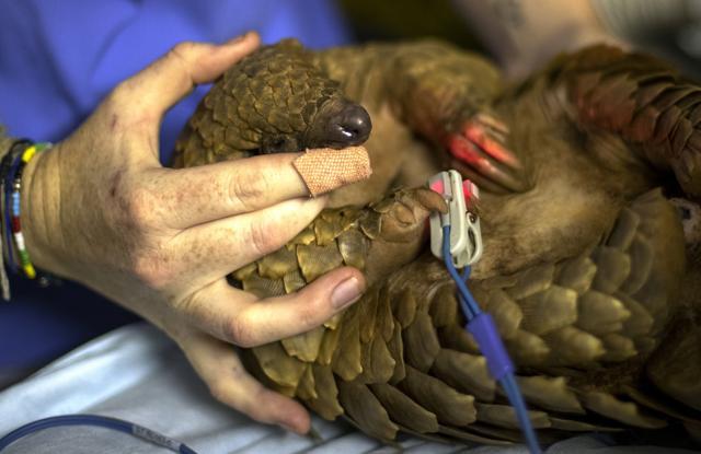 Veterinary nurse, Alicia Abbott, of the African Pangolin Working Group in South Africa examines a pangolin, at a Wildlife Veterinary Hospital in Johannesburg, South Africa, Sunday. (AP) Veterinary nurse, Alicia Abbott, of the African Pangolin Working Group in South Africa examines a pangolin, at a Wildlife Veterinary Hospital in Johannesburg, South Africa, Sunday. (AP)
