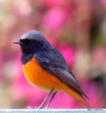A migratory male Black redstart. (PHOTO: AMIT BHATARA) A migratory male Black redstart. (PHOTO: AMIT BHATARA)