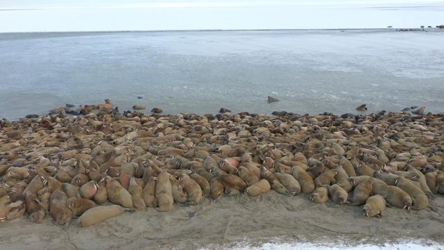 The image shows a walrus haulout on the Kara Sea coastline on the Yamal Peninsula, Russia. (via REUTERS) The image shows a walrus haulout on the Kara Sea coastline on the Yamal Peninsula, Russia. (via REUTERS)