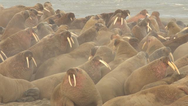 The image shows a walrus haulout on the Kara Sea coastline on the Yamal Peninsula, Russia. (via REUTERS) The image shows a walrus haulout on the Kara Sea coastline on the Yamal Peninsula, Russia. (via REUTERS)