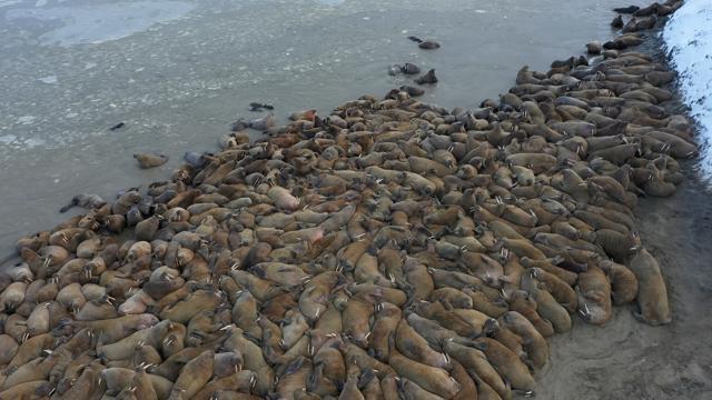The image shows a walrus haulout on the Kara Sea coastline on the Yamal Peninsula, Russia. (via REUTERS) The image shows a walrus haulout on the Kara Sea coastline on the Yamal Peninsula, Russia. (via REUTERS)