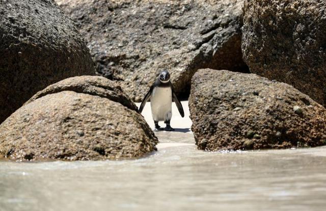 Endangered African penguin is seen at Boulders Beach, near Cape Town, South Africa. (REUTERS) Endangered African penguin is seen at Boulders Beach, near Cape Town, South Africa. (REUTERS)