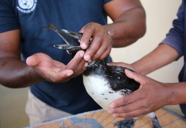 Senior bird rehabilitator Xolani Lawo feeds Rescued penguin at the African Penguin and Seabird Sanctuary in Gansbaai, South Africa. (REUTERS) Senior bird rehabilitator Xolani Lawo feeds Rescued penguin at the African Penguin and Seabird Sanctuary in Gansbaai, South Africa. (REUTERS)