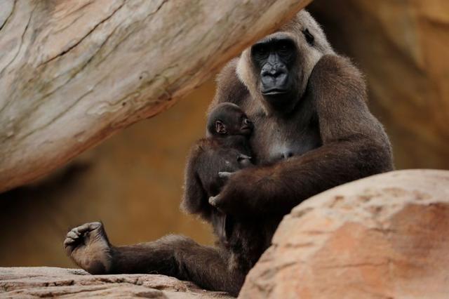 A five-day-old baby male Western lowland gorilla is held by his mother Buu at Bioparc Fuengirola in Fuengirola, southern Spain. (REUTERS) A five-day-old baby male Western lowland gorilla is held by his mother Buu at Bioparc Fuengirola in Fuengirola, southern Spain. (REUTERS)