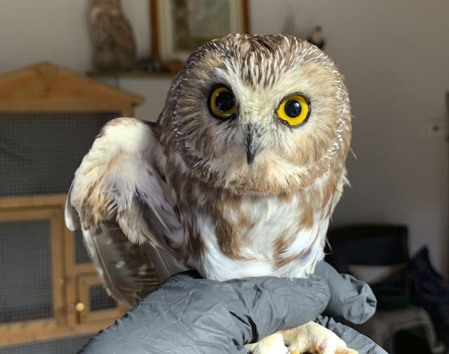 A worker helping to get the Rockefeller Center Christmas tree in New York City found the tiny owl. (AP)