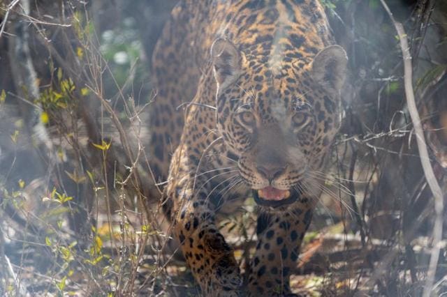 Tania, a female jaguar brought up in a zoo, is seen in her enclosure at the Impenetrable National Park, in the Chaco Province, Argentina September 23, 2020. Picture taken September 23, 2020. Rewilding Argentina/Handout via REUTERS (REUTERS) Tania, a female jaguar brought up in a zoo, is seen in her enclosure at the Impenetrable National Park, in the Chaco Province, Argentina September 23, 2020. Picture taken September 23, 2020. Rewilding Argentina/Handout via REUTERS (REUTERS)