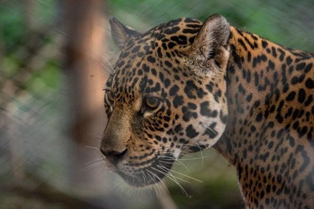 Tania, a female jaguar brought up in a zoo, is seen in her enclosure at the Impenetrable National Park, in the Chaco Province, Argentina February 29, 2020. (REUTERS) Tania, a female jaguar brought up in a zoo, is seen in her enclosure at the Impenetrable National Park, in the Chaco Province, Argentina February 29, 2020. (REUTERS)