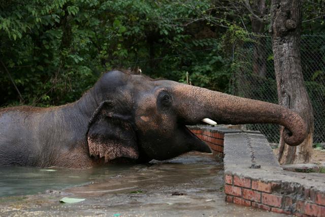 Kaavan, an elephant waiting to be transported to a sanctuary in Cambodia, is seen during a farewell ceremony at the Marghazar Zoo in Islamabad, Pakistan. (REUTERS) Kaavan, an elephant waiting to be transported to a sanctuary in Cambodia, is seen during a farewell ceremony at the Marghazar Zoo in Islamabad, Pakistan. (REUTERS)