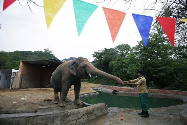 A caretaker feeds Kaavan, an elephant waiting to be transported to a sanctuary in Cambodia, during a farewell ceremony at the Marghazar Zoo in Islamabad, Pakistan. (REUTERS) A caretaker feeds Kaavan, an elephant waiting to be transported to a sanctuary in Cambodia, during a farewell ceremony at the Marghazar Zoo in Islamabad, Pakistan. (REUTERS)
